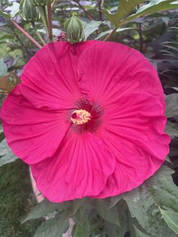 Hibiscus Red Perennial