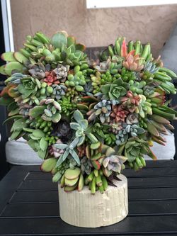 Heart succulent topiary
