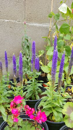 purple colors flowers