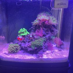 14G Biocube Corals And Fish Included