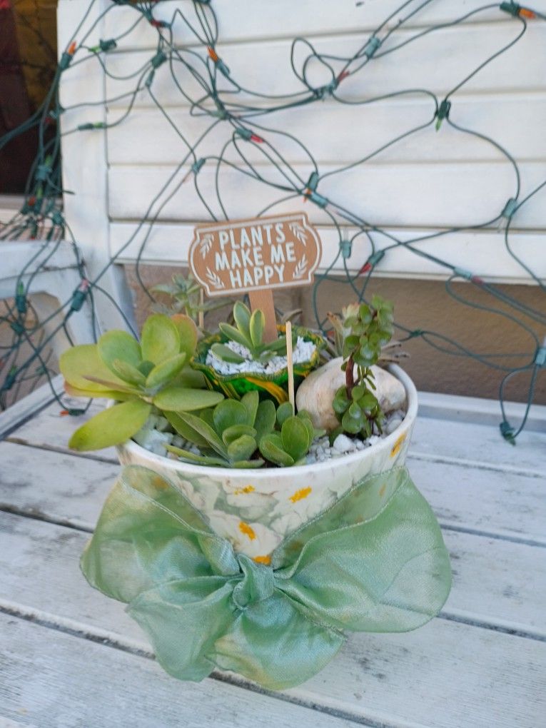 A Beautiful suculent arrangement