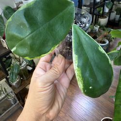 Hoya Incrassata Albo (outer variegated)