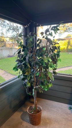 Ficus plant
