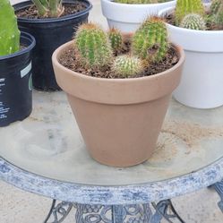 6" Cactus In Clay Pot
