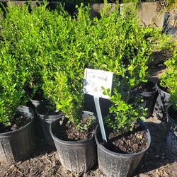 Boxwood 