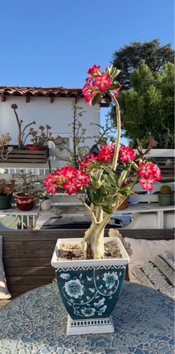 Desert Rose