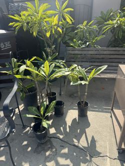 Plumeria Red , Yellow And White