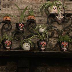 plants