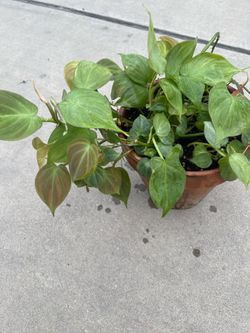 Philodendron Camposportaonum plant