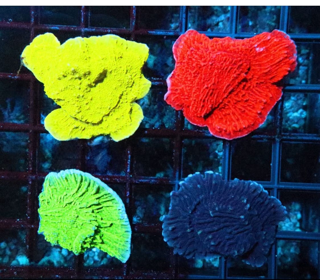 Aquarium Decorations