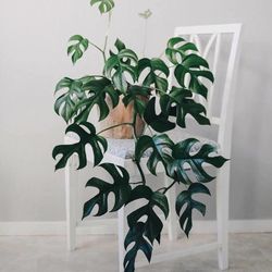 LIVE PLANT 2-3ft Philodendron Rhaphidophora tetrasperma Monstera minima