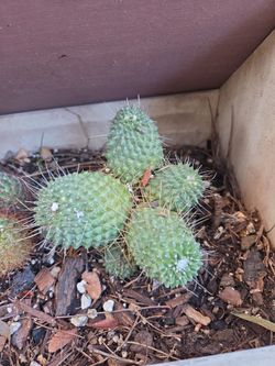 Cactus