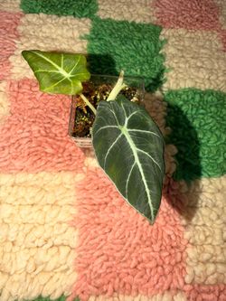 “Reverted” Black Gold Velvet Alocasia & Rooted Corm