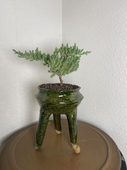 Juniper Bonsai Tree In Ceramic Tripod Vase-($65 )