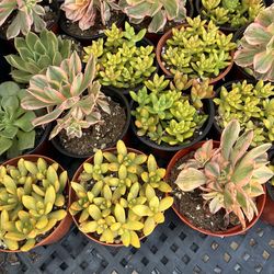 Premium 4 Inch Succulents