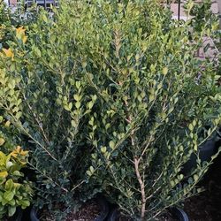 Japanese Boxwood Plants.