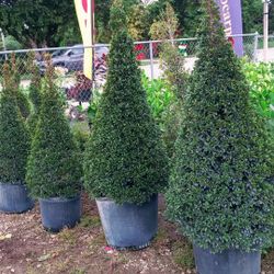 Eugenia Topiary Cone Shape $55.00