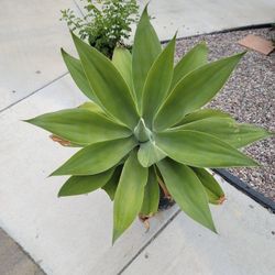 Giant Agave Plant