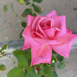 Pink Rose Plant 