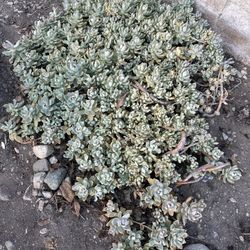 a heap of Beautiful plant 