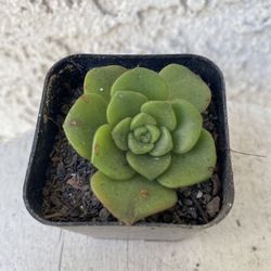 2 Inch Pot Succulent Plant - Aeonium Lindleyi -  Tree of Love - Established Plant - Drought Resistant -🪴 Perfect Baby Wedding Shower Favors.  