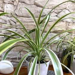 Spider House Plant In Pit With Saucer.