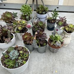 Succulents