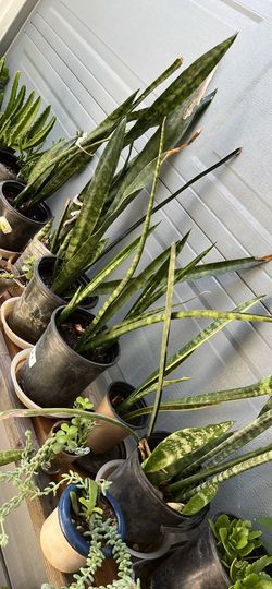 Plantas, bonitas de diferentes en Botes de un galón, ya enraizadas