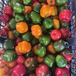 Organic Manzano Chiles 