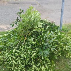 Free Fresh Cut Bay Leaves