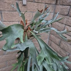 Staghorn Fern