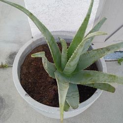 aloe vera plant as it is 