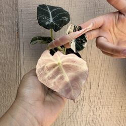 4” pink variegated alocasia black velvet