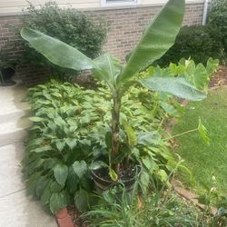 Banana Plant 