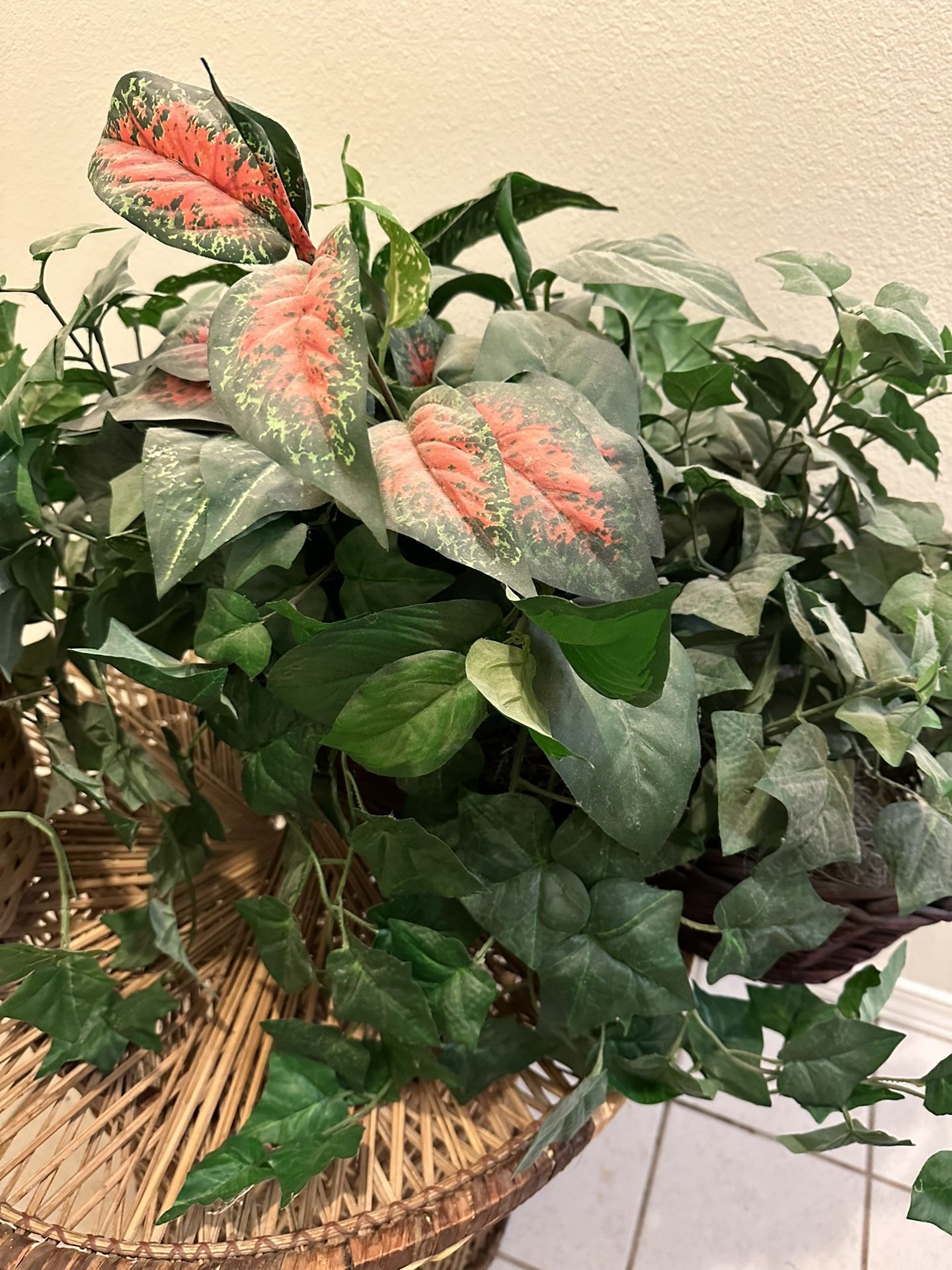Plants