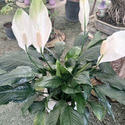 Peace Lilies Sale! 🤍$15