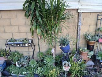 Plants