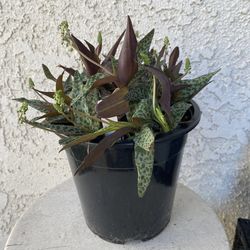 1.5 Gallon Pot Outdoor or Indoor Plant - Rare Leopard Plant Lily- Ledebouria Socialis - Silver Squill - Rooted & Established - Drought Resistant 🪴