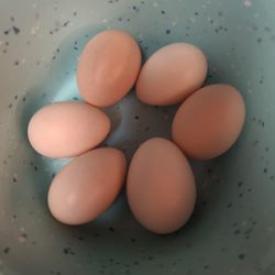Huevos Fértiles De Kikirikis  También Gallitos Y Gallinas 