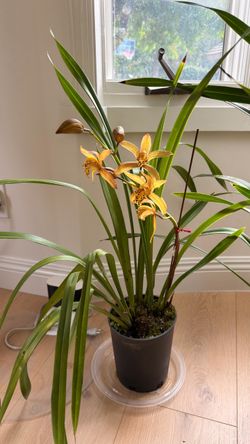 Fragrant Orchids Flowers Halloween Thanksgiving Colors