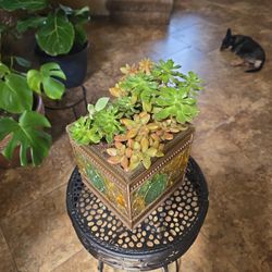 Live Succulent Arrangement In New 6in Pot 