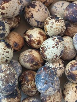 Huevos frescos y fertiles