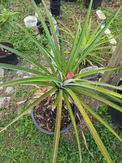 Live Pineapple Plant in Pot