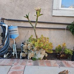 Plumaria 2 Ft Tall Yellow/ White