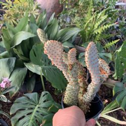 Apuntia Color  Rosa Doble