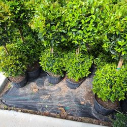 Ponpon 2balls 3ft Tall 3gallon 