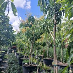 Large Grafted Mango Trees🥭Flowering $575