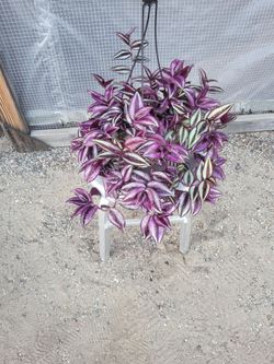 Wandering Jew Plant 6" Nursery Pot