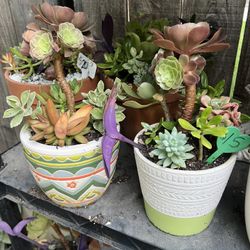 Many Beautiful Succulents 