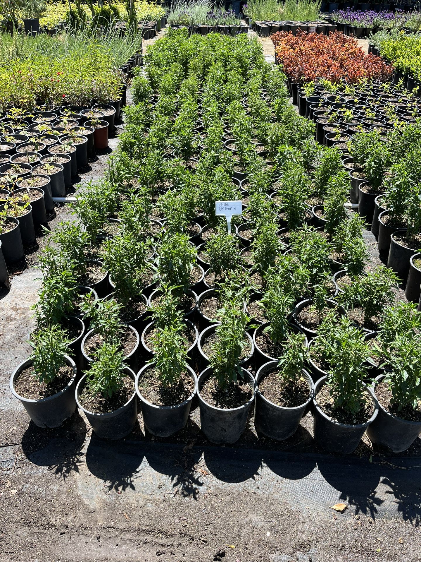 Chile Chiltepin 1 gallon